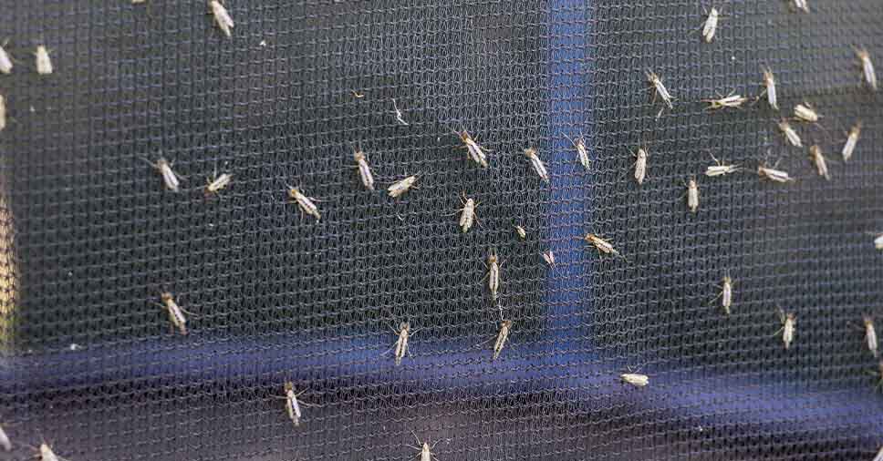 Instalação de tela de mosquito e outras medidas para evitar a dengue