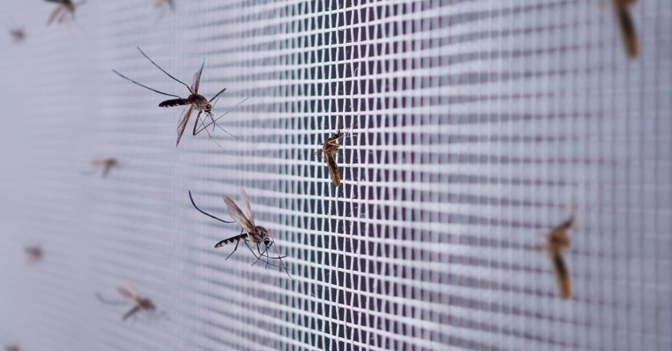 Mosquitos em casa: mitos, verdades e como se proteger